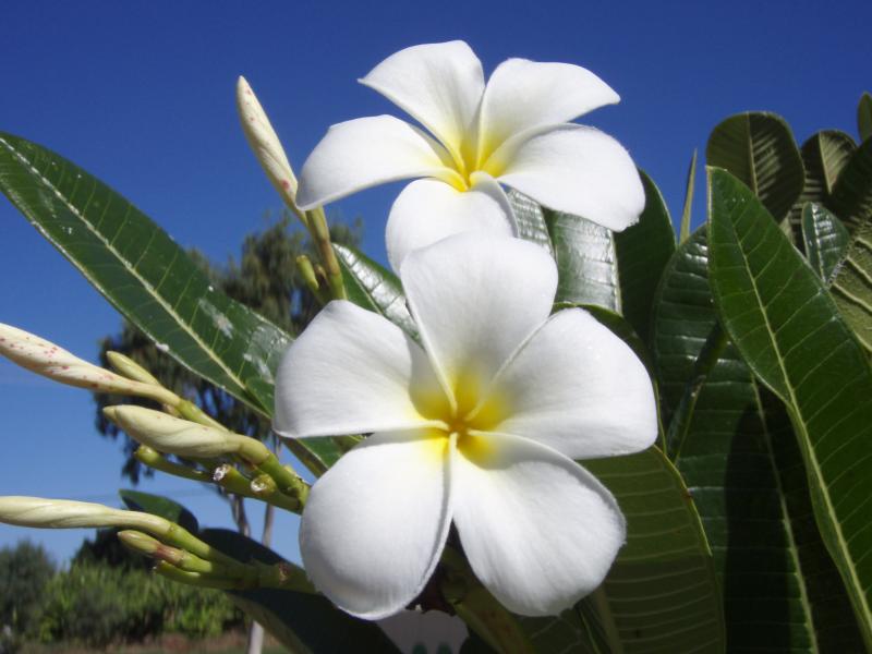 Paradise - BIG4 Plantation Caravan Park