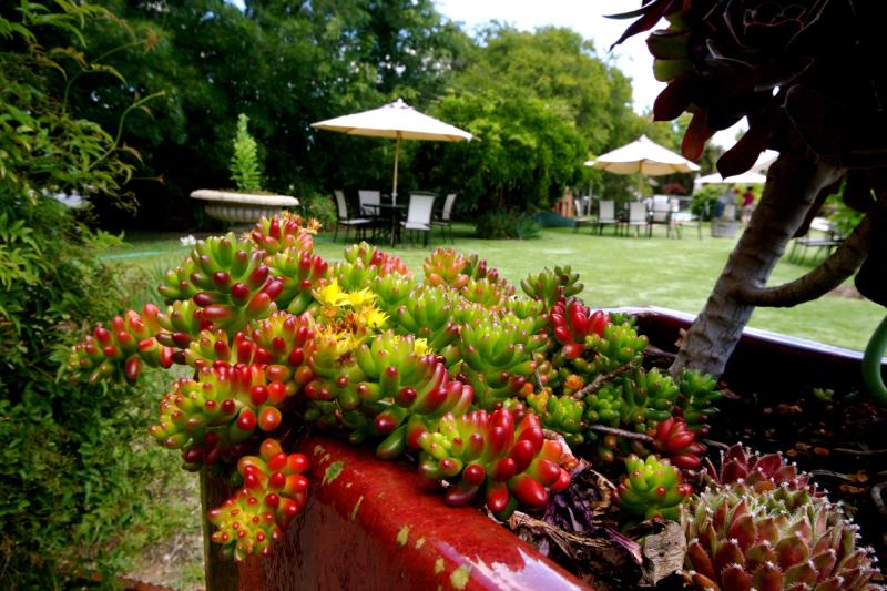 Relaxing Gardens - Golden Chain Wine Village Motor Inn