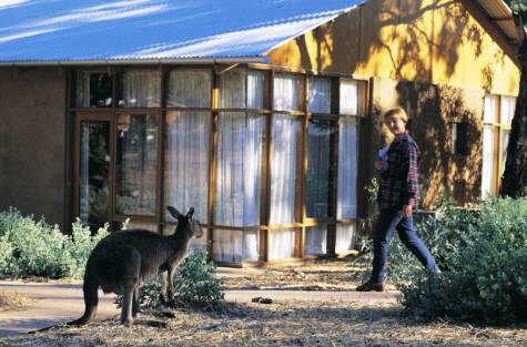 Local Wildlife - Wilpena Pound Resort