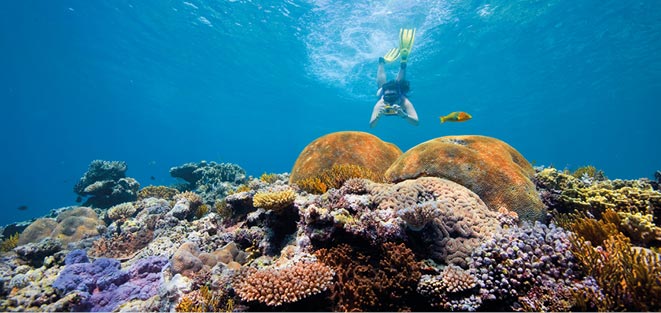 Rail and Southern Great Barrier Reef