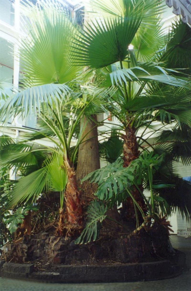 Courtyard Garden
 - Plaza Hotel