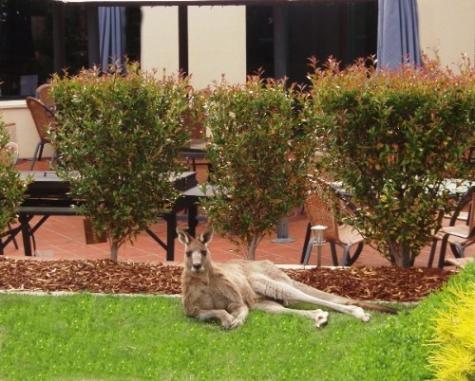 Local Wildlife
- Alpha Canberra Hotel and Apartments