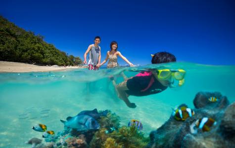 Snorkeling from the beach
- Fitzroy Island Resort