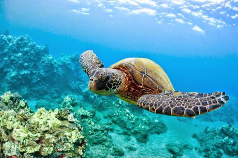 Great Barrier Reef
- Mango Lagoon Resort