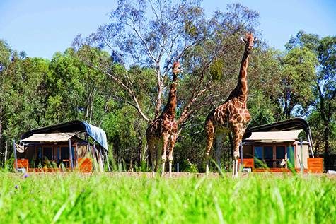 Animals
- Zoofari Lodge