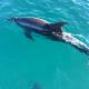 Dolphins on LARC + Lunch tour - Larc + Lunch! 1770 LARC! Tours