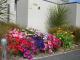 summer flowers, on the street
 - Azena Motels
