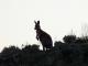 See wildlife on scenic drives
 - Burra Motor Inn