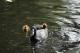 Birdlife
 - Burra Motor Inn
