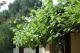Vines
 - Burra Motor Inn