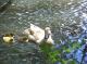 Family of ducks
 - Burra Motor Inn