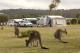 Kangaroos on the Park
 - Discovery Parks - Pambula Beach
