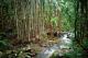 stunning rainforest
 - Escarpment Retreat & Day Spa