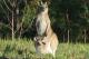 Wild Kangaroo on property
 - Glass on Glasshouse and The Lookout Cafe