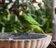 Enjoy the native birdlife
 - Noble Grape B and B