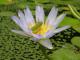 Welcome to nature - the last true oasis in Byron Bay
 - Planula Bed & Breakfast Retreat