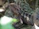Charlie the water dragon
 - Planula Bed & Breakfast Retreat