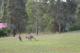 Some of the wild life that vist daily
 - Rothbury Escape