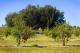 Pomegranate Orchard
 - Talga Estate