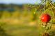 Pomegranates in season
 - Talga Estate