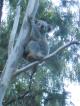 One of our resident koalas
 - Nirvana Spiritual Retreat