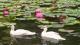 Ducks on the lily pond
 - Nirvana Spiritual Retreat