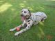 Pet Friendly 
 - Tropical Coast Retreat
