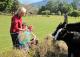 Feeding the cattle
 - Yarrahapinni Homestead
