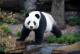 Panda  - City Kayak & Cultural Immersion - KAYK Pure SA