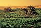 Adelaide Tours, Cruises, Sightseeing and Touring - Barossa Food & Wine Experience - AS2