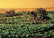 South Australia Tours, Cruises, Sightseeing and Touring - Barossa Food & Wine Experience - AS2