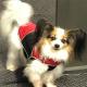 Hacienda Pet Friendly
 - Alloggio Hamilton Brisbane Airport