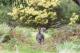 Wildlife  - Alkina Lodge