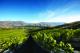 Vines
 - Boutique Wine Tour - 11:00am-04:30pm - BWT Appellation Wine Tours