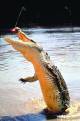 Northern Territory Tours, Cruises, Sightseeing and Touring - Jumping Crocs & Nature Adventure - D7