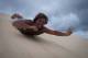 Australian Sunset Safaris
 - Moreton Island Get Wrecked 1 Day Tour EX OOL Australian Sunset Safaris