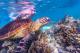 Uncover the wonder of Australia's coral coast WA
 - Pinnacles Lobster & Yanchep Day Tour Autopia Tours