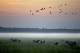 Buffalo
 - Bamurru Plains