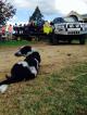 wagon rides  - Bestbrook Mountain Resort Farm Stay