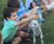 animal feeding
 - Bestbrook Mountain Resort Farm Stay