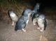 Hobart and Sth East Tours, Cruises, Sightseeing and Touring - Penguin Tour