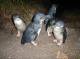 Bicheno Penguin Tour
 - Penguin Tour Bicheno Penguin Tours