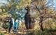 Bottle Tree on Mt Abundance, Queensland
 - Lost World Carnarvons (Wallaroo) Day Tour - BBE-LWC Boobook Explore