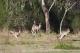 Kangaroos, Mangroves and Ocean Tour
 - Bellthorpe Rainforest Tour Brisbane Nature Tours
