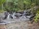 Bellthorpe Rainforest Tours
 - Bellthorpe Rainforest Tour Brisbane Nature Tours