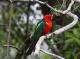 Bellthorpe Rainforest Tours
 - Bellthorpe Rainforest Tour Brisbane Nature Tours
