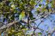Kangaroos, Mangroves and Ocean Tour
 - Bellthorpe Rainforest Tour Brisbane Nature Tours