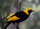 Bellthorpe Rainforest Tours
 - Bellthorpe Rainforest Tour Brisbane Nature Tours