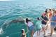 Whales & People
 - Broome Sunset Cruise Broome Whale Watching