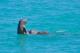 Snubfin Dolphins
 - Broome Sunset Cruise Broome Whale Watching